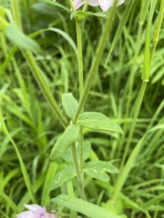 Aquilegia