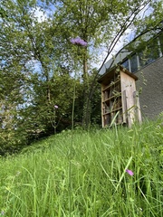 Knautia