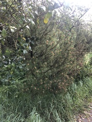 Pinus