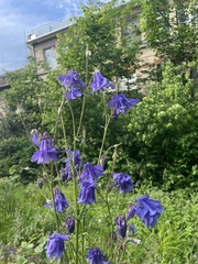 Aquilegia vulgaris