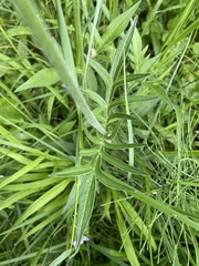 Knautia