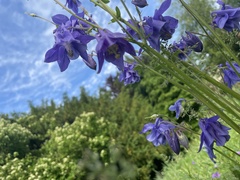 Aquilegia vulgaris