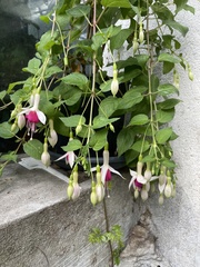 Fuchsia