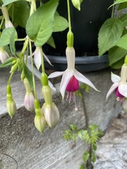 Fuchsia
