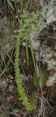 Alepidea setifera