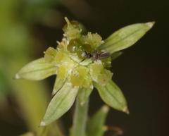 Alepidea setifera