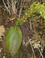 Alepidea setifera