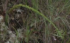 Alepidea setifera