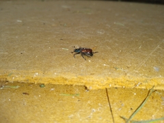 Phyllopertha horticola