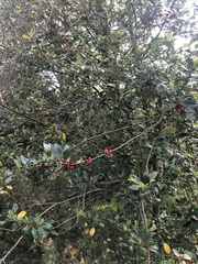 Ilex aquifolium