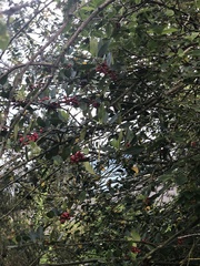 Ilex aquifolium