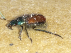 Phyllopertha horticola