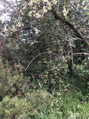 Ilex aquifolium