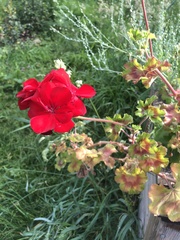 Pelargonium