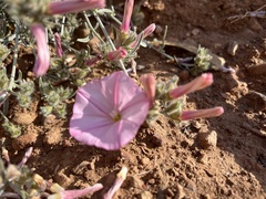 Convolvulus oleifolius