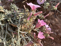 Convolvulus oleifolius