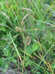 Carex tomentosa