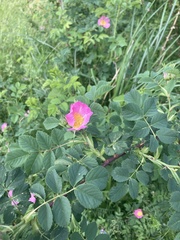 Rosa
