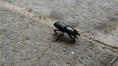 Dorcus parallelus