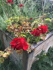 Pelargonium