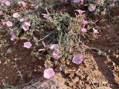 Convolvulus oleifolius