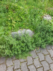 Hedera