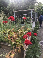 Pelargonium