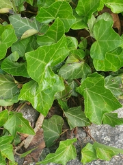Hedera