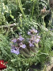 Phacelia