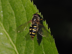 Lapposyrphus lapponicus