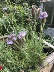 Phacelia