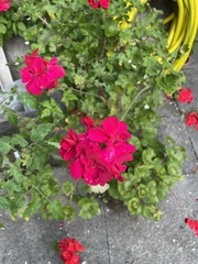 Geranium macrorrhizum