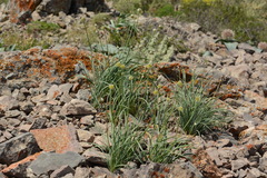Allium eriocoleum