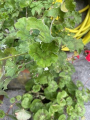 Geranium macrorrhizum