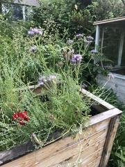 Phacelia