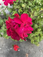 Geranium macrorrhizum
