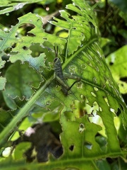 Valanga nigricornis rammei