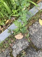 Plantago