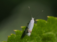 Leucoptera