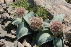 Allium karataviense