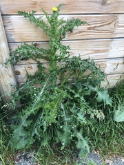 Sonchus