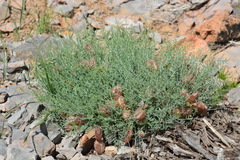 Astragalus pachyrhizus