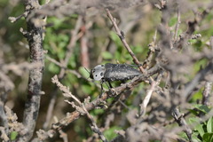 Capnodis sexmaculata