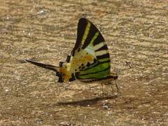 Graphium antiphates itamputi