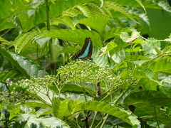 Graphium sarpedon luctatius