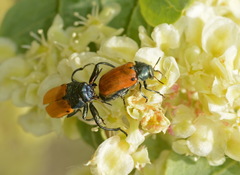 Labidostomis fedtschenkoi