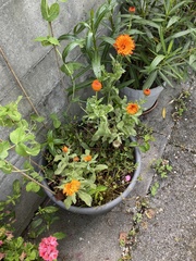Calendula