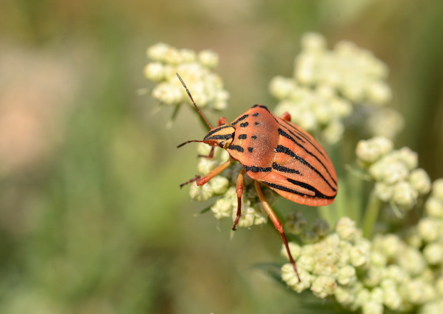 Graphosoma consimile