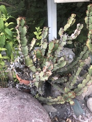 Euphorbia