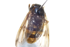 Volucella